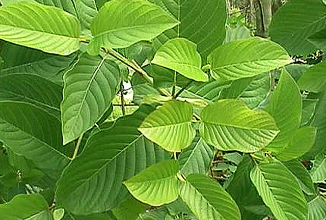 white-vein-kratom-leaves.jpg