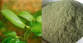 white-vein-sumatra-kratom-bikhuk.jpg