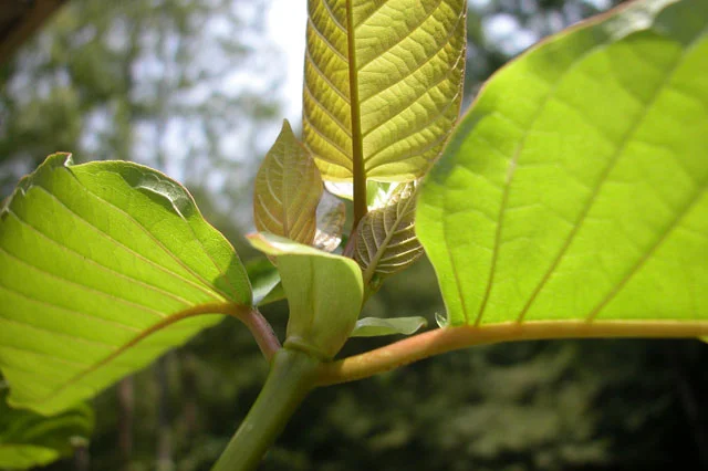 Withdrawals (Kratom) | Kratom.net