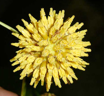 Mitragyna speciosa flower