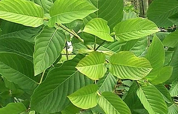 white-vein-kratom-leaves.jpg