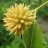 kratom_boy