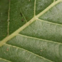 Kratom Leaf close up